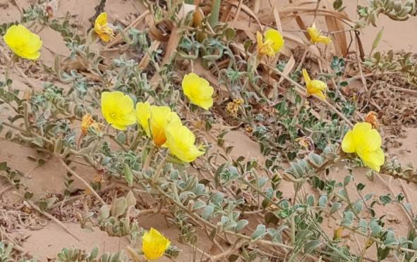 Grielum humifusum var. parviflorum spreading